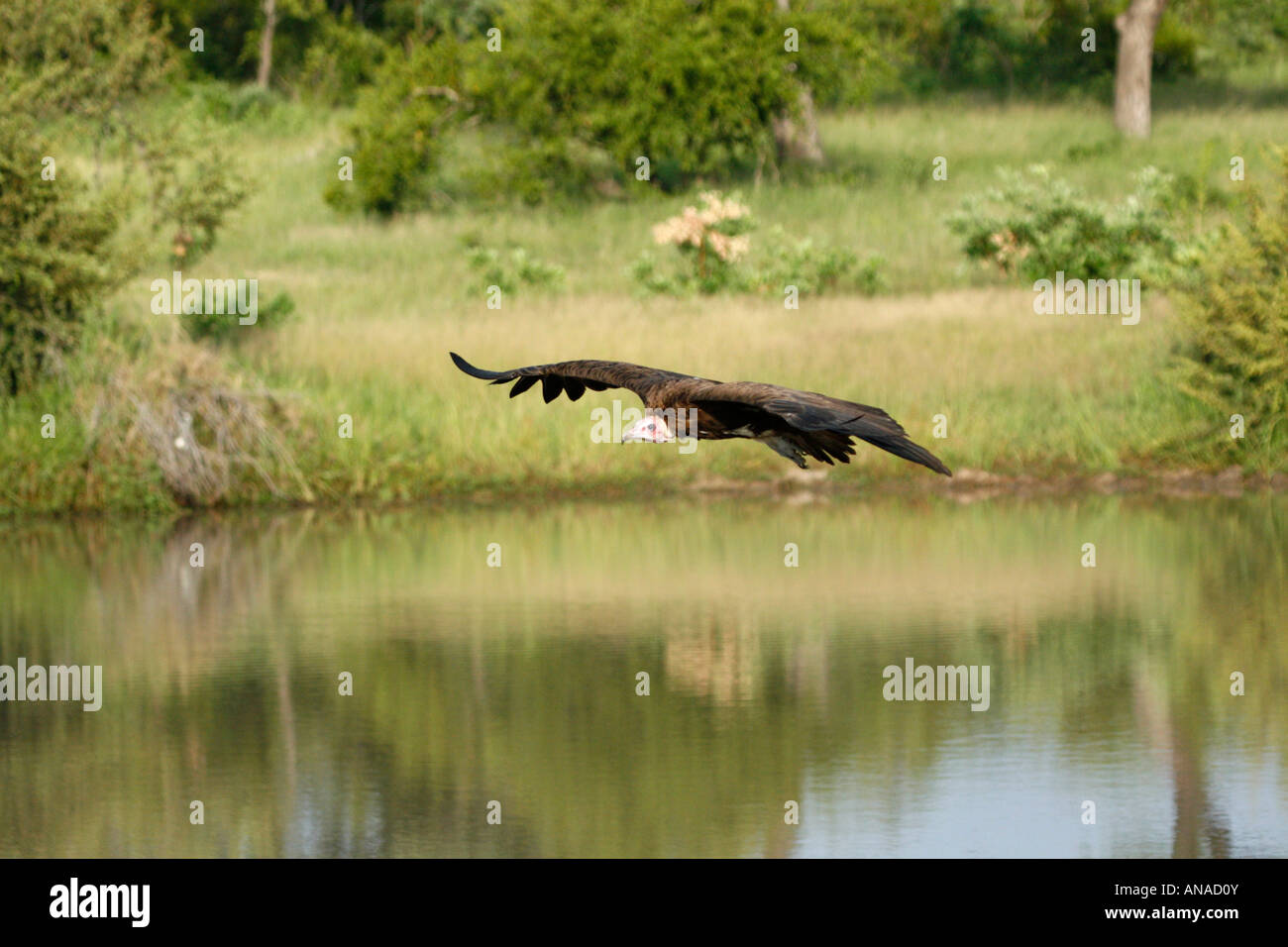 Avvoltoio incappucciati in volo su acqua Foto Stock