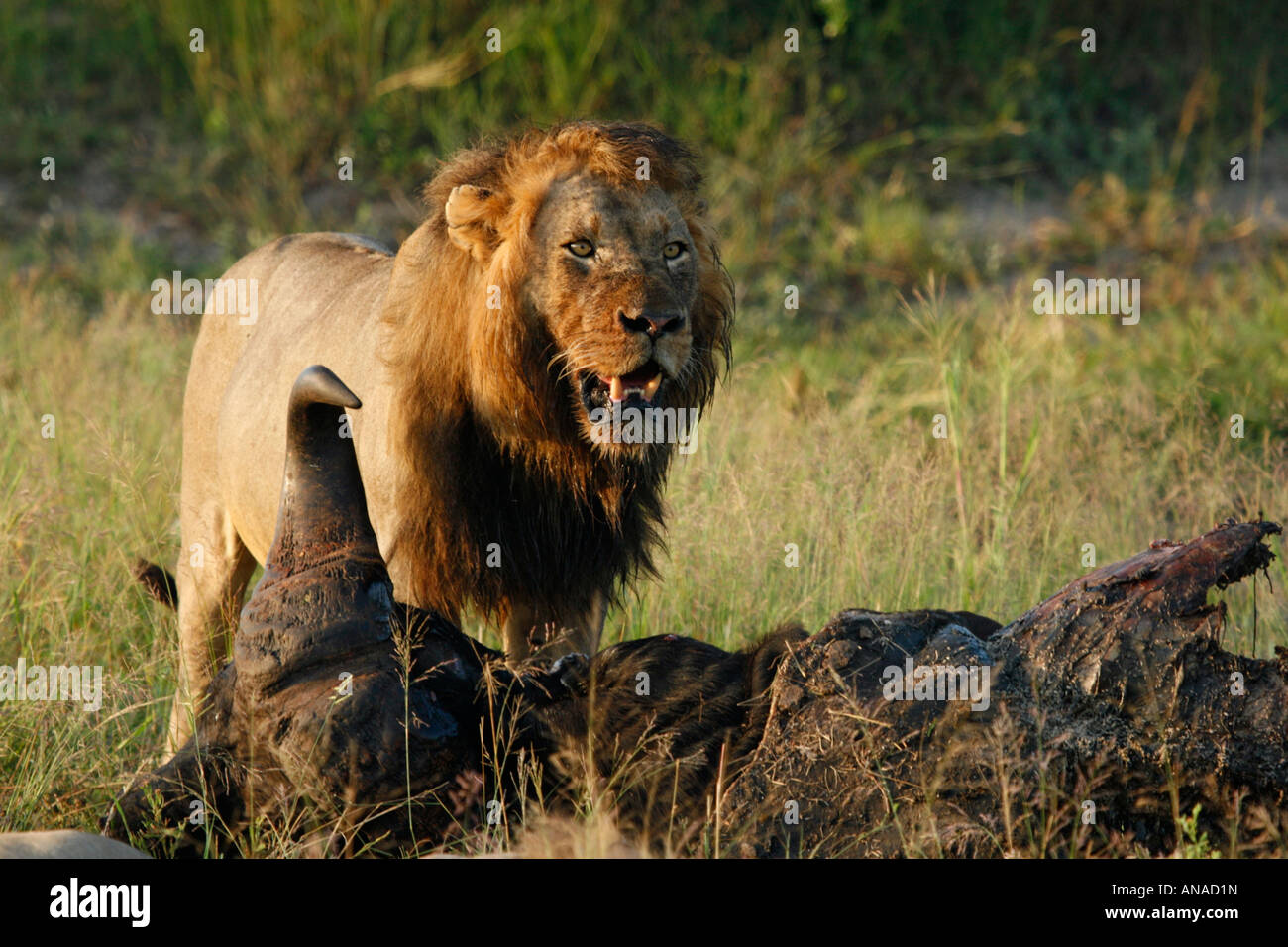 Maschio di alimentazione di Lion su un bufalo kill Foto Stock