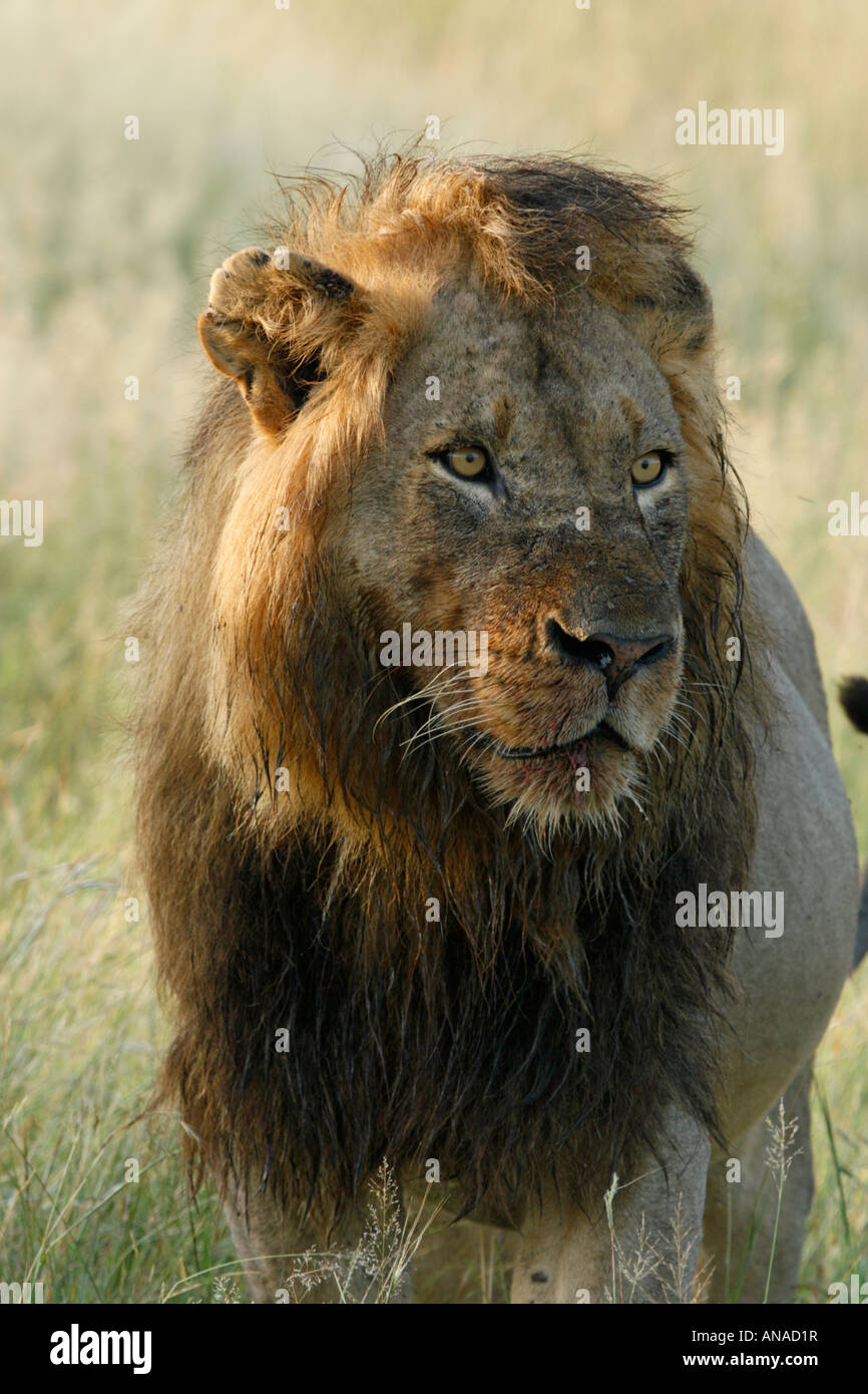 Ritratto di un maschio di leone con un volto insanguinato Foto Stock