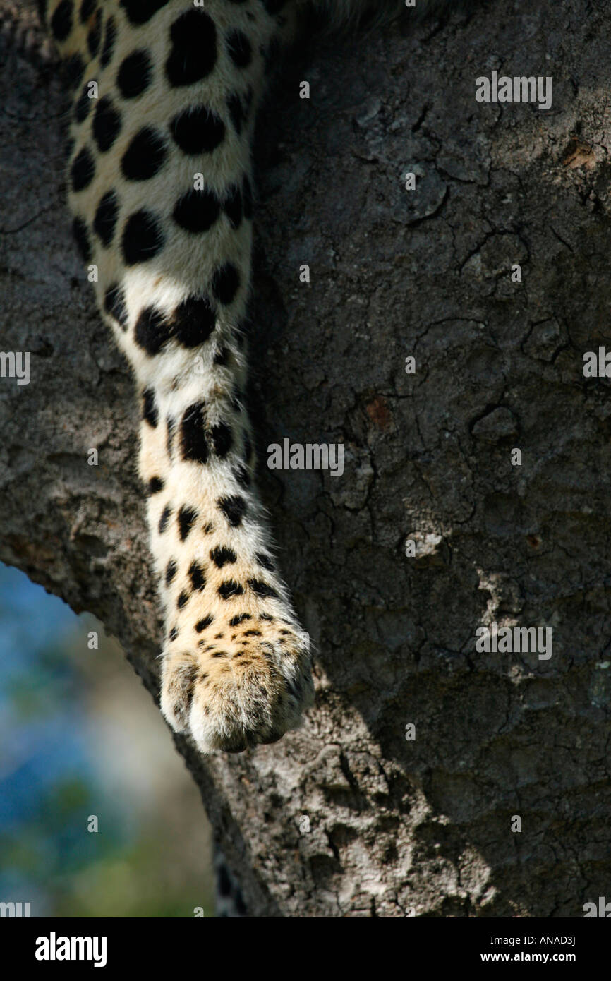 Close-up della zampa della zampa anteriore e di Leopard giacente in una struttura ad albero Foto Stock