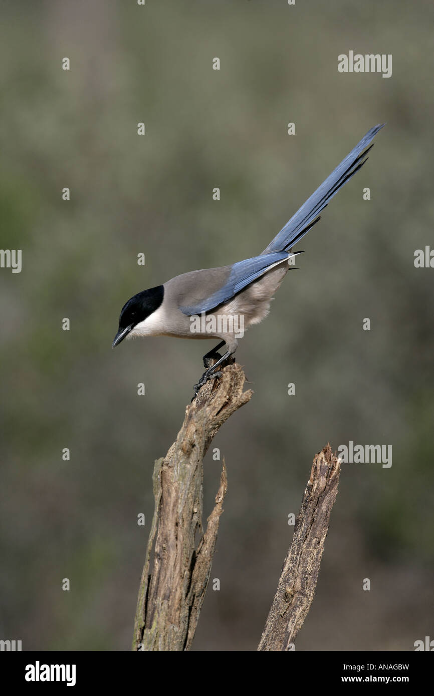 Azure winged magpie Cyanopica cyana Spagna Foto Stock