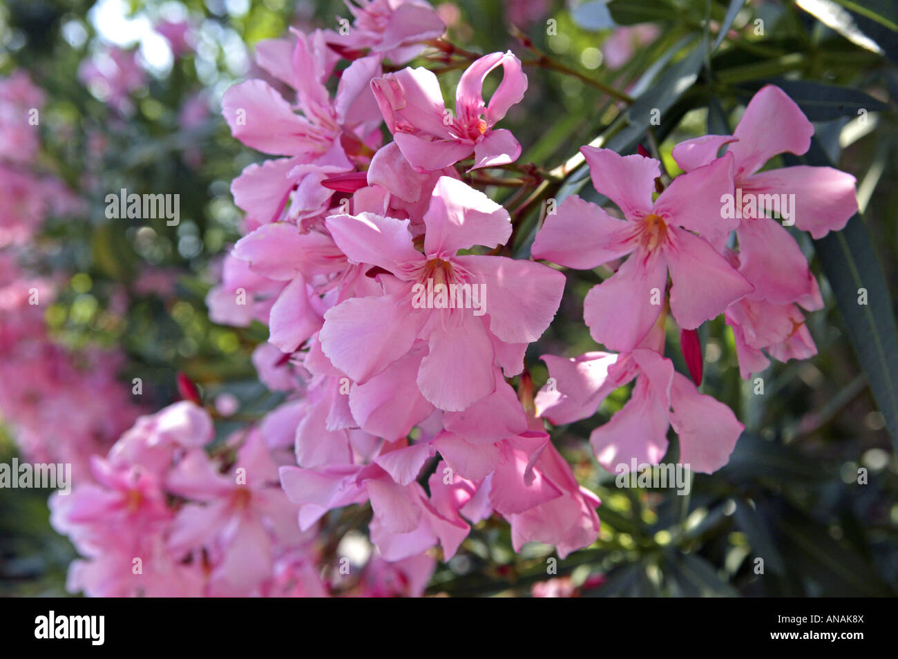 Oleandro (Nerium oleander), fiori di colore rosa Foto Stock