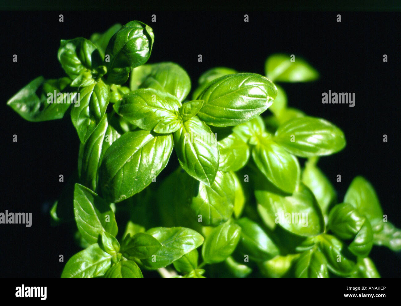 Sweet Basil (Ocimum basilicum), foglie Foto Stock