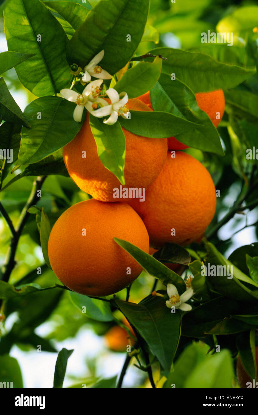 Arancione (Citrus sinensis), arance sulla struttura ad albero Foto Stock