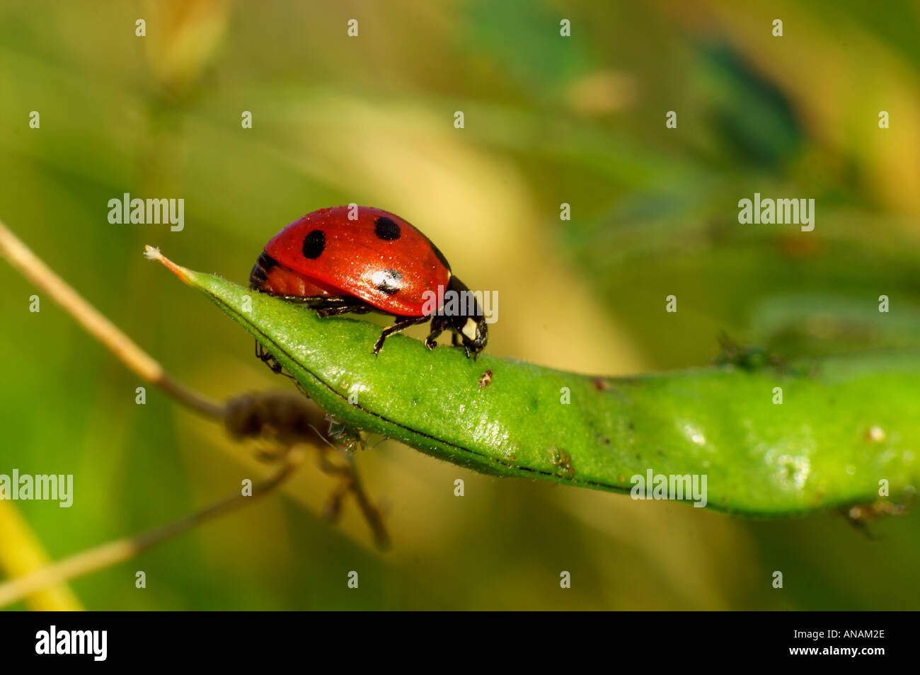 Ladybird 7 spot Coccinella 7 punctata 2005 Cornovaglia Foto Stock