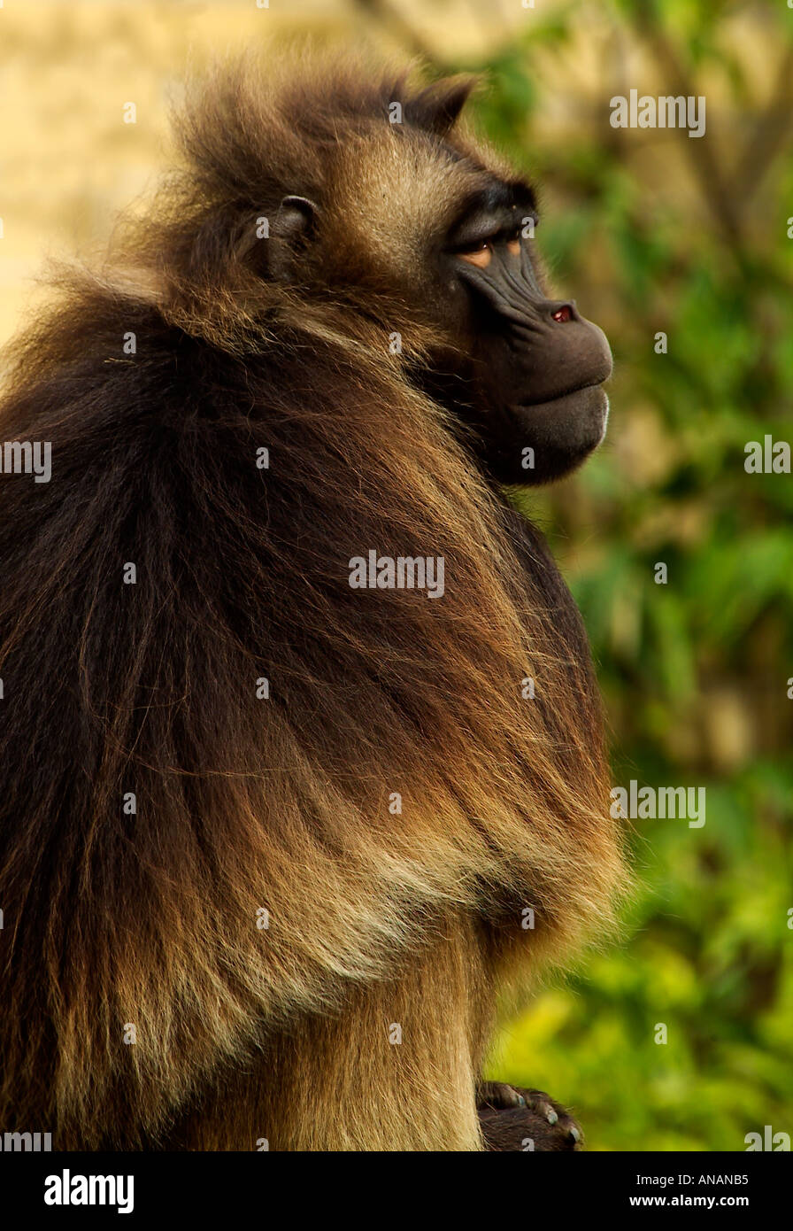 Babbuino GELADA maschio Theropithecus gelada da Simien Mountains Etiopia Foto Stock