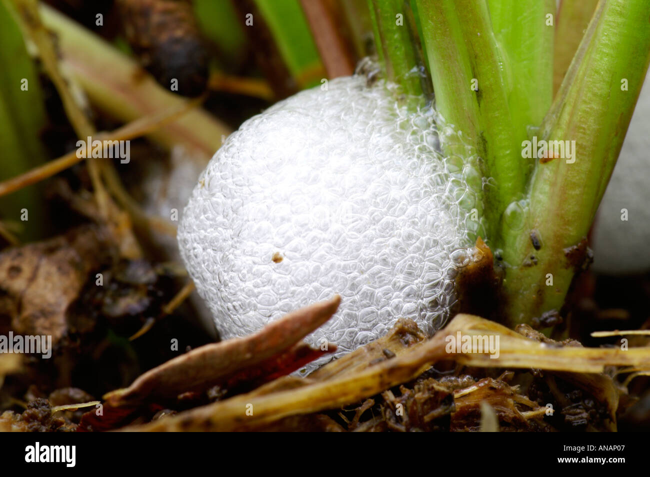 Il cuculo comune allo spiedo Froghopper Philaenus spumarius 2005 Cornovaglia Foto Stock
