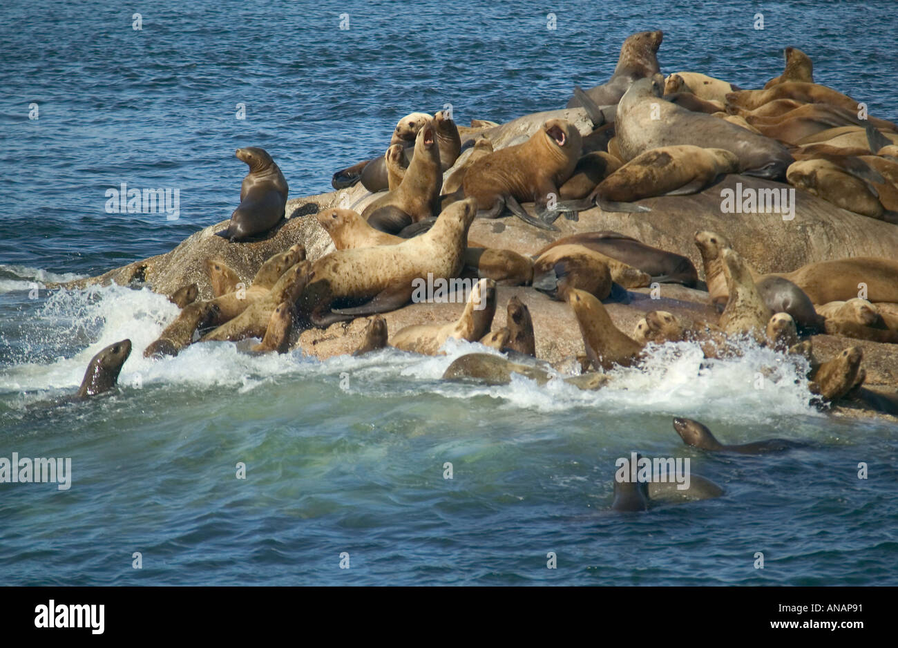 Stellers leoni di mare Eumetopias jubatus sulle rocce nel Parco Nazionale di Glacier Bay Alaska USA Foto Stock
