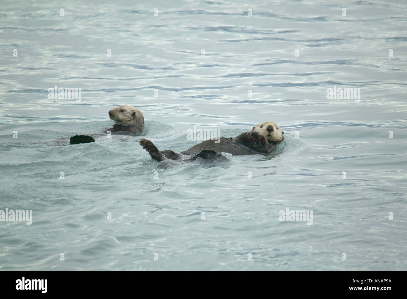 Le lontre marine Enhydra lutris in mare nr Valdez Prince William Sound Alaska USA Foto Stock