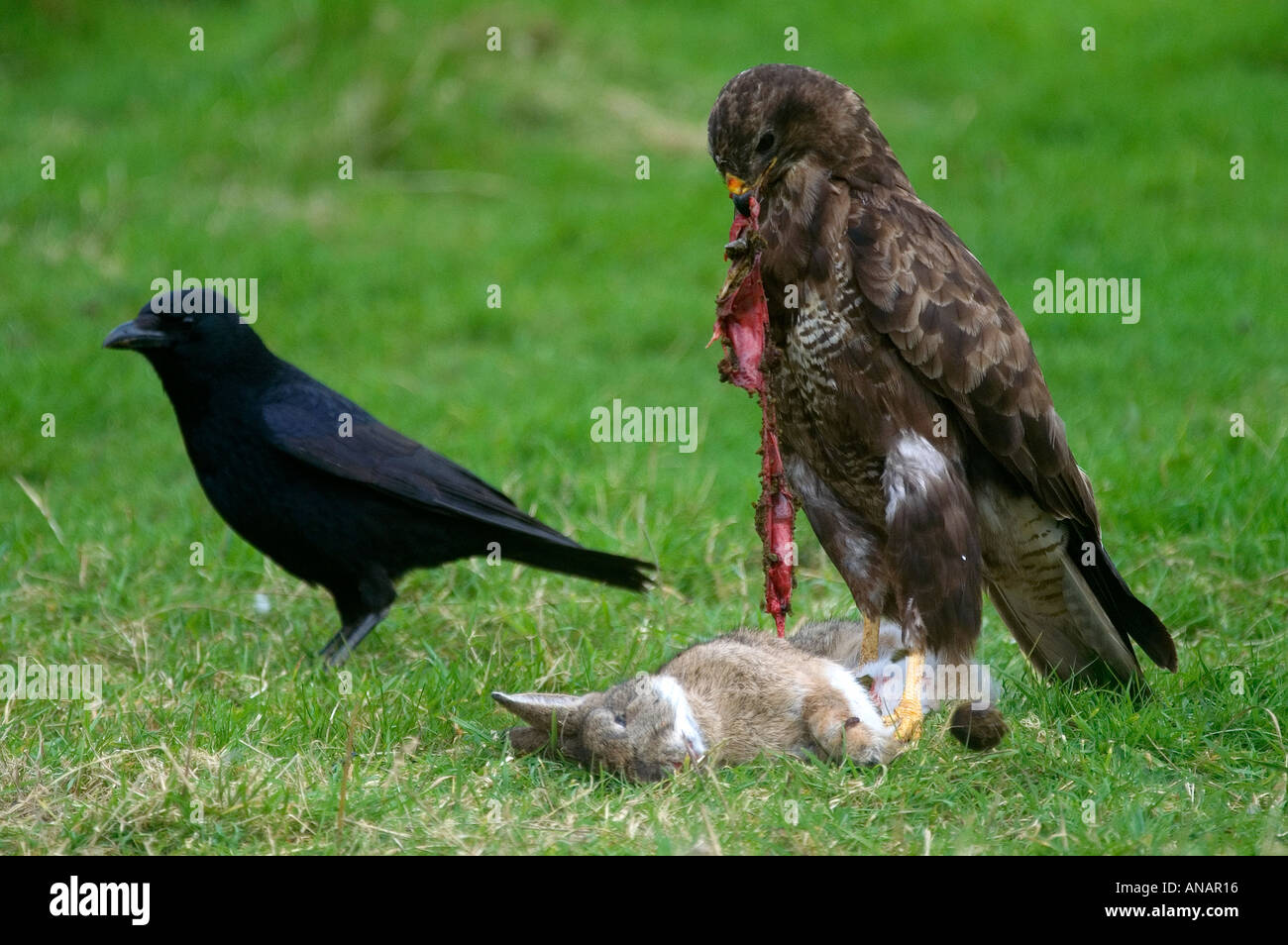 La poiana alimentare su coniglio guardato da crow Foto Stock