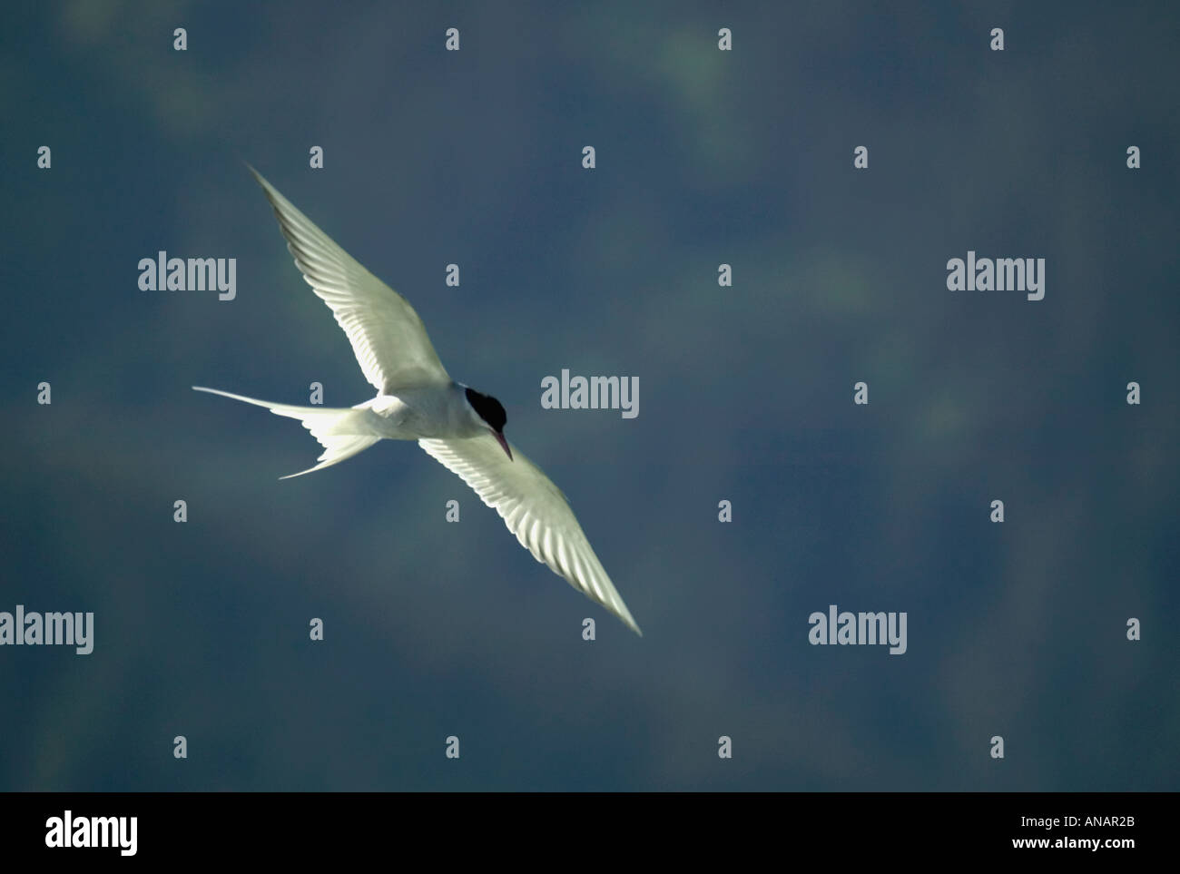 Un Arctic Tern Sterna paradisaea in volo Mendenhall Lago Juneau Alaska USA Foto Stock