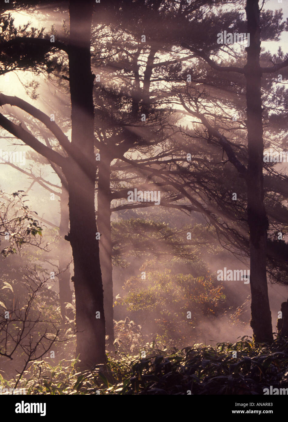 Raggi di sole pour giù attraverso la mattina presto la nebbia in una foresta di conifere Ebino Kogen Kirishima Yaku Parco Nazionale di Kyushu in Giappone Foto Stock