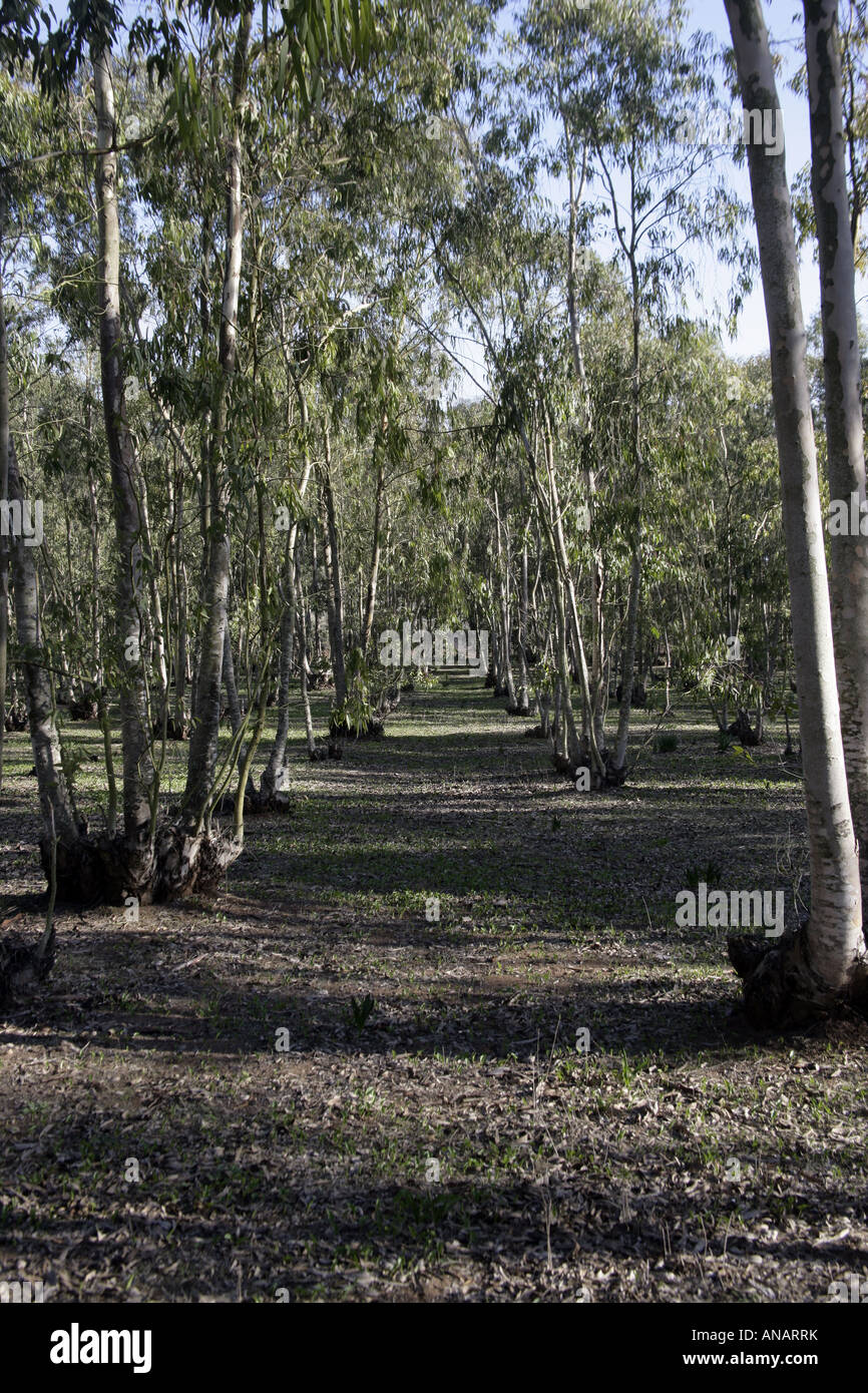 Eucalipto Marocco Foto Stock