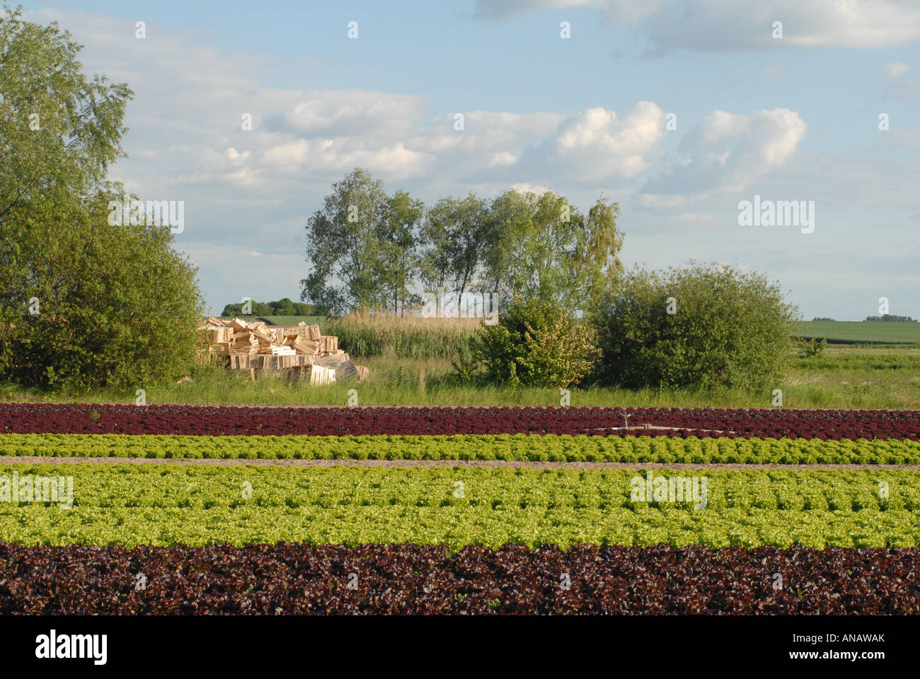 Giardino lattughe (Lactuca sativa), campo di lattuga, in Germania, in Renania Palatinato, Pfalz, Rheinebene Foto Stock