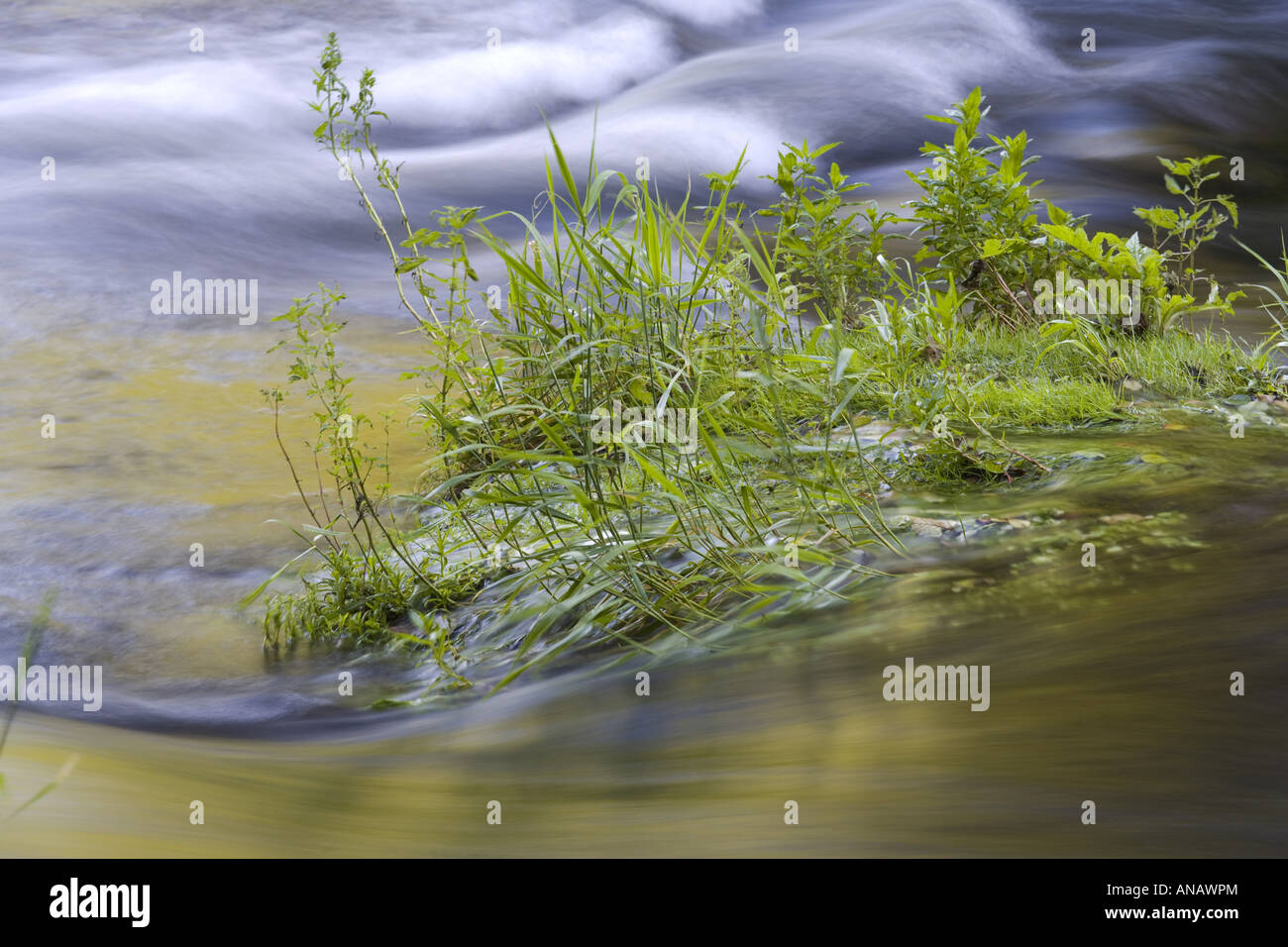 Creek con vegetazione intatta, in Germania, in Sassonia, Vogtlaendische Schweiz Foto Stock