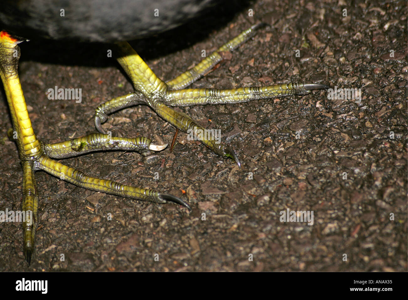 Close up moorhen (Gallinula chloropus) piedi grandi Foto Stock