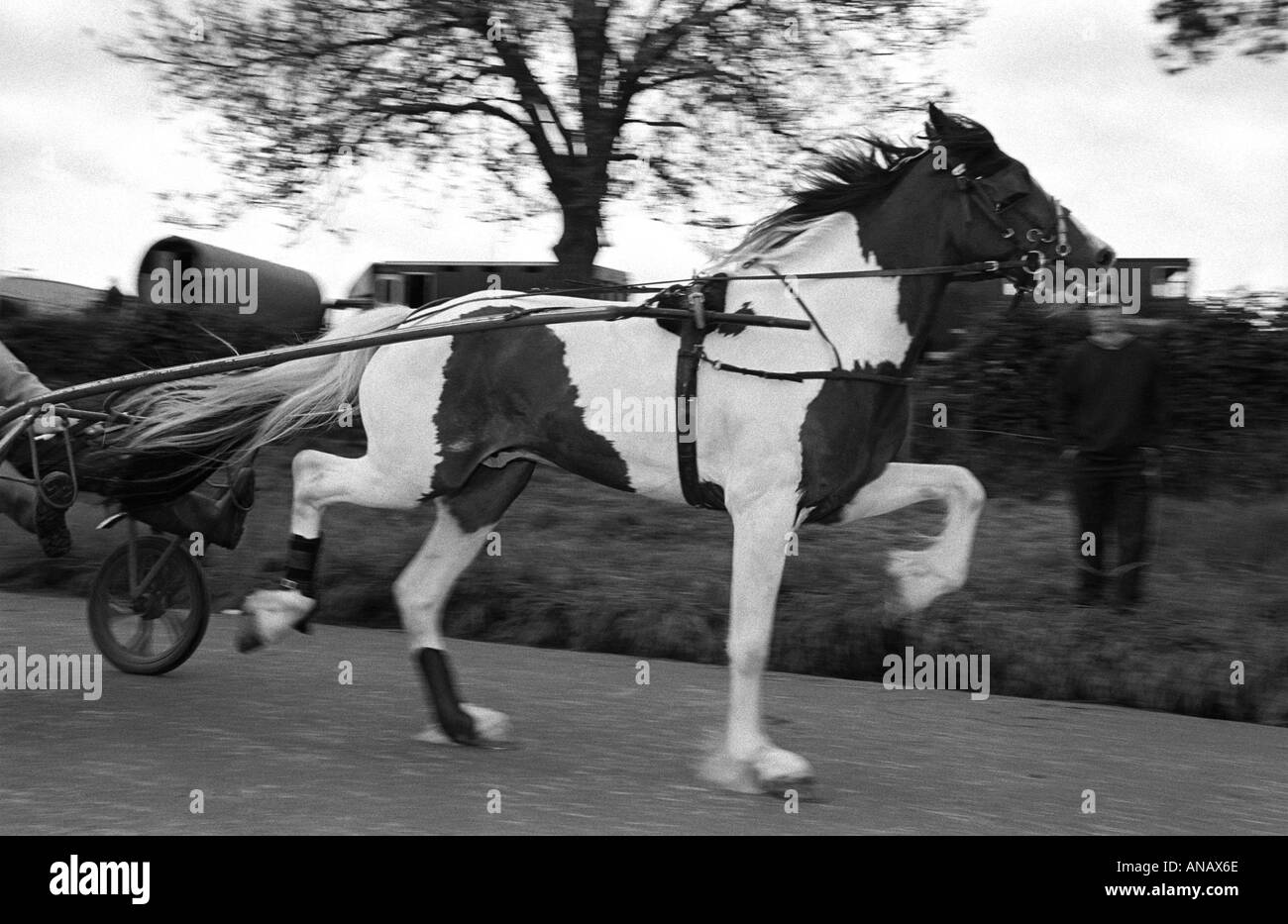 Cumbria. Appleby Horse Fair. Pezzati cavallo in buona azione di stimolazione, essendo provato Foto Stock