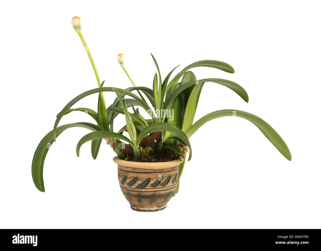 Pennelli per barba pianta, pianta della spazzola (Haemanthus albiflos), pianta in vaso Foto Stock