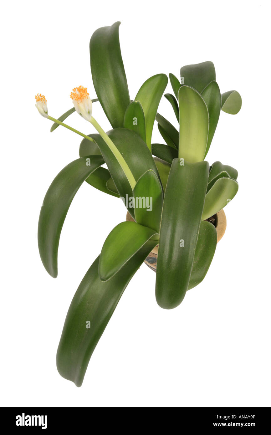 Pennelli per barba pianta, pianta della spazzola (Haemanthus albiflos), pianta in vaso Foto Stock