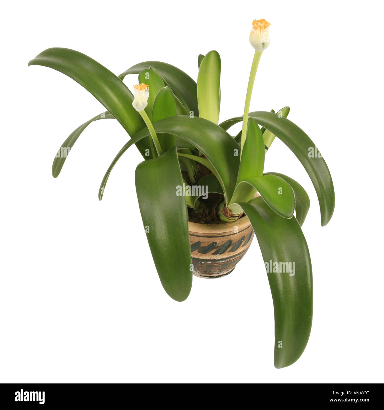 Pennelli per barba pianta, pianta della spazzola (Haemanthus albiflos), pianta in vaso Foto Stock