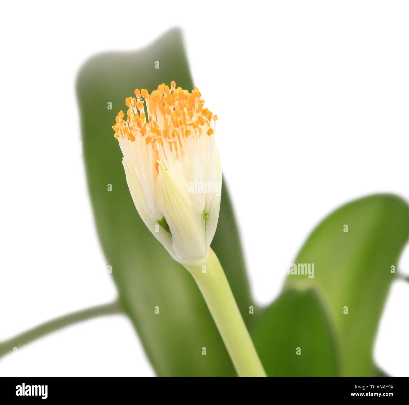 Pennelli per barba pianta, pianta della spazzola (Haemanthus albiflos), infiorescenza Foto Stock