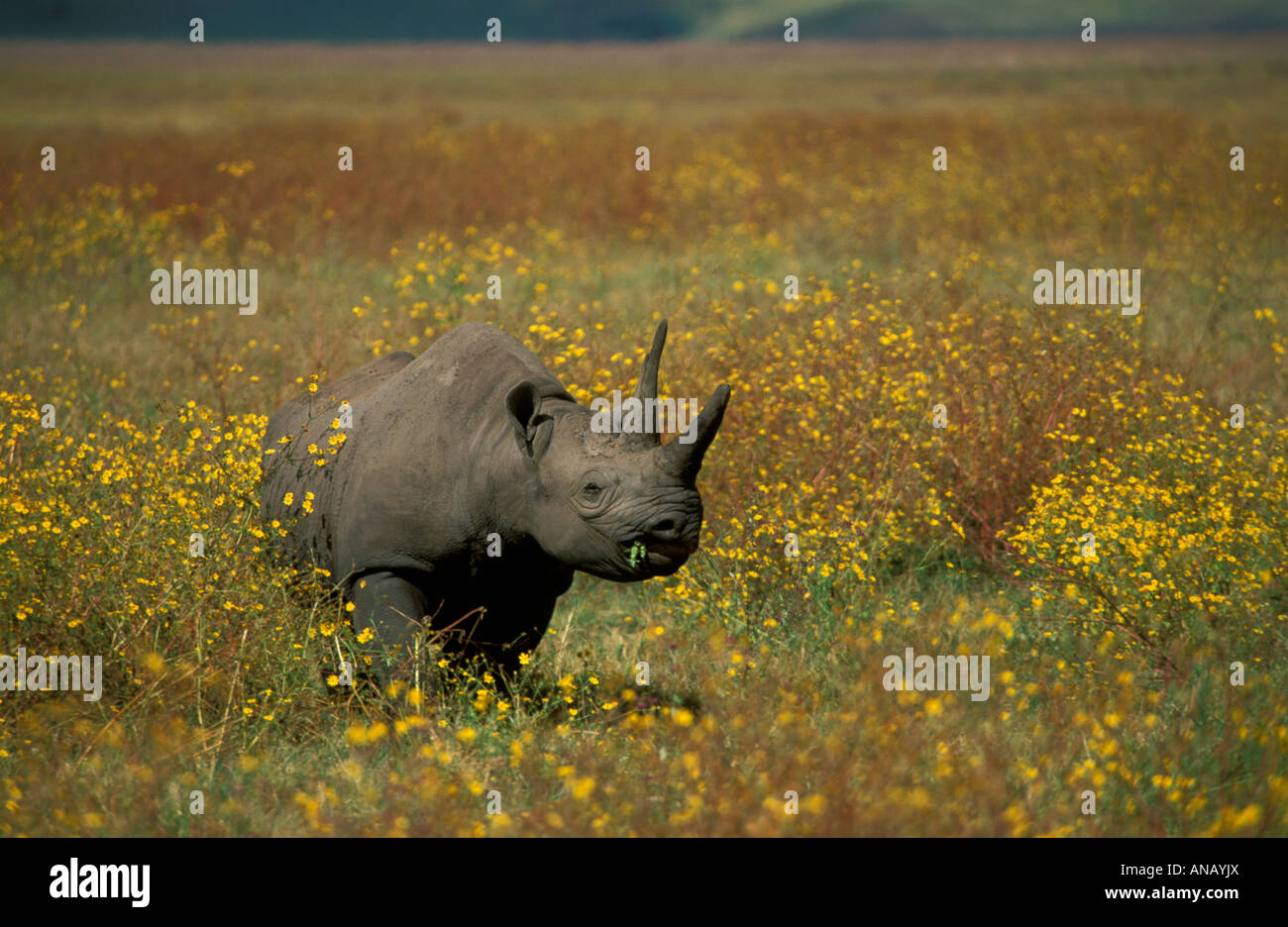 Un rinoceronte nero (Diceros simum michaeli) tra fiori gialli sul cratere di Ngorongoro piano. Foto Stock Un rinoceronte nero (Diceros simum michaeli) tra fiori gialli sul cratere di Ngorongoro piano. Foto Stock