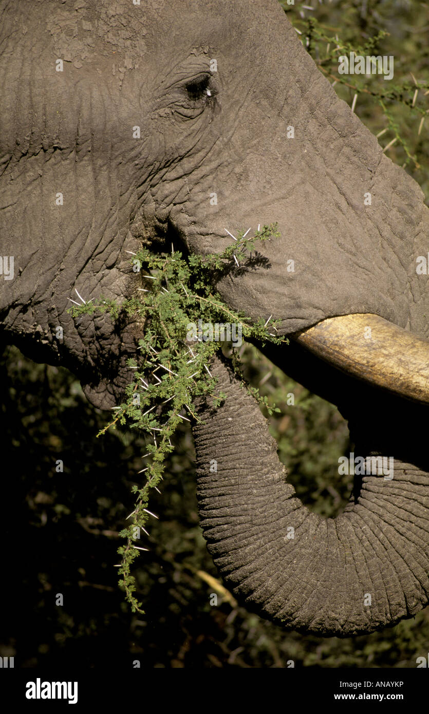 Un close-up di un elefante africano alimentazione sulle spine di acacia (Loxodonta africana) Foto Stock