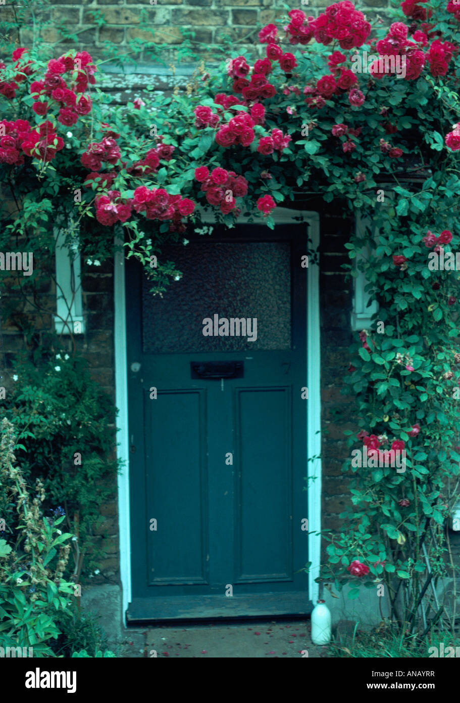 Red rose rampicanti sopra blu scuro della porta anteriore Foto Stock
