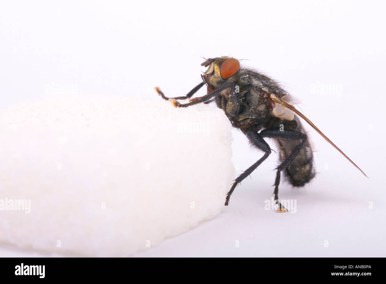 Grigio marmo carne fly (Sarcophaga carnaria) su una zolletta di zucchero Foto Stock