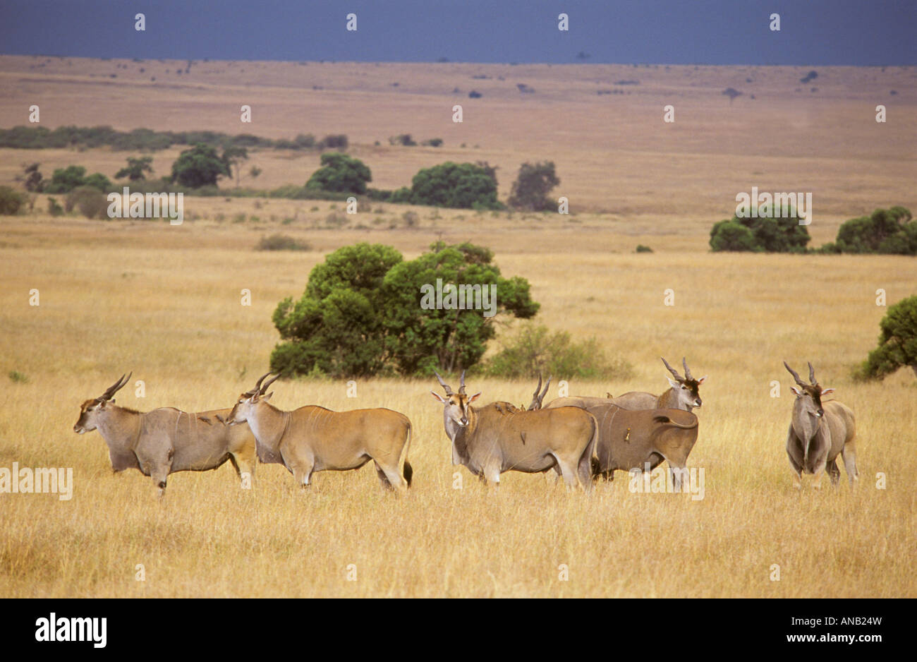 Una piccola mandria di Eland sulle pianure erbose del Masai Mara (Taurotragus oryx) Foto Stock