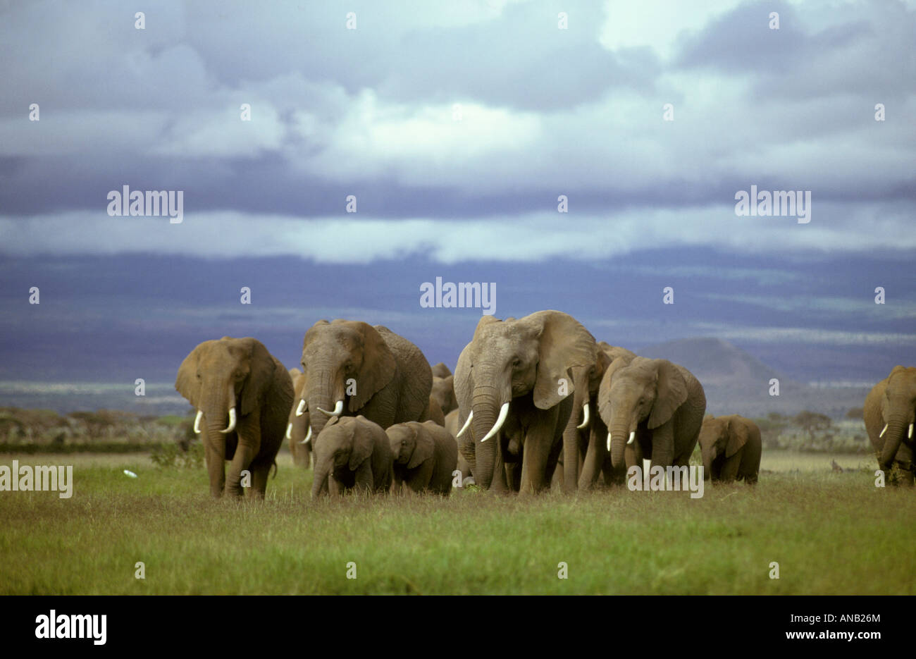 Un allevamento allevamento di elefante africano (Loxodonta africana) camminando su una verde pianura erbosa Foto Stock