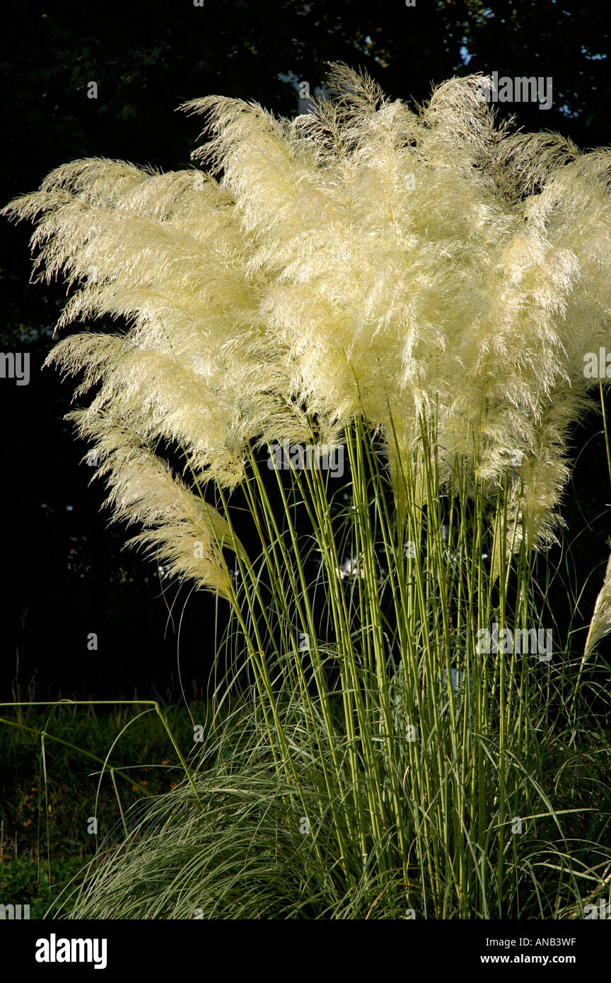 Erba della Pampas Cortaderia selloana Foto Stock
