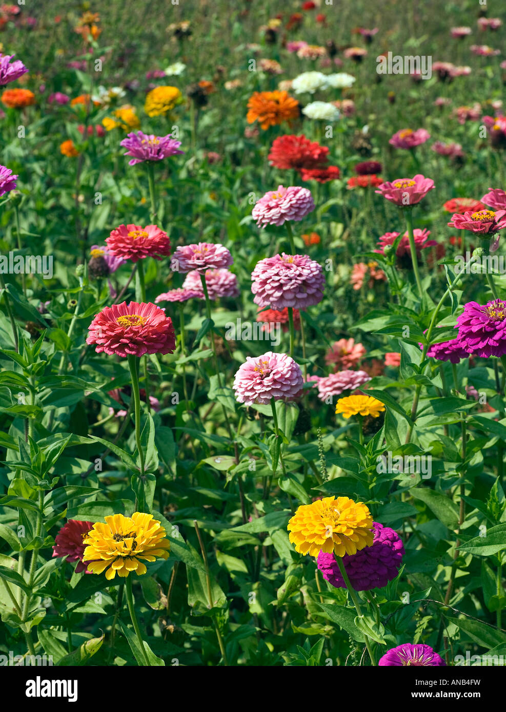 Campo di Zinnias, Asteraceae Foto Stock