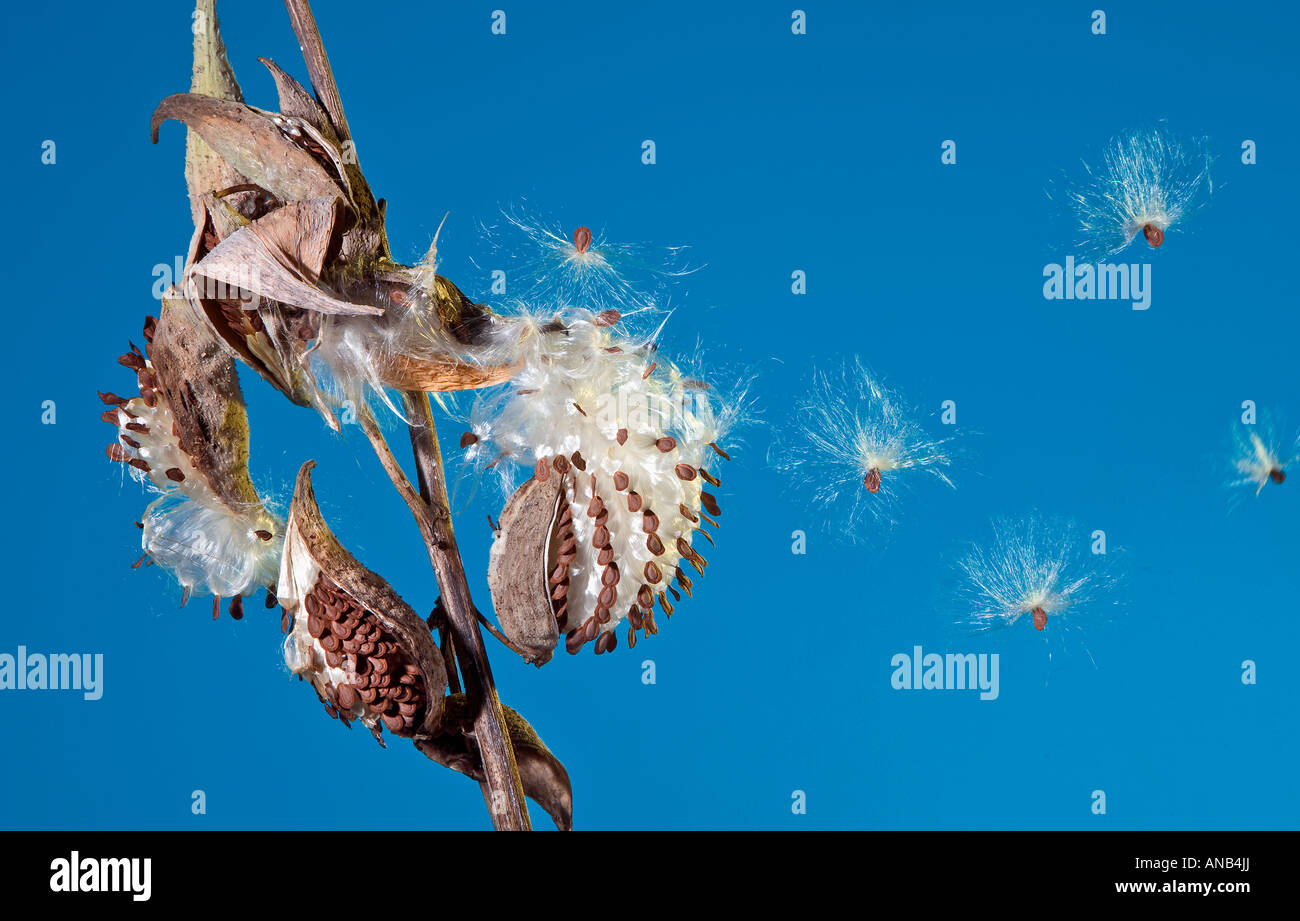 Lo scoppio di sementi Milkweed Pod Airborne dispersione di seme Asclepias syriaca Foto Stock