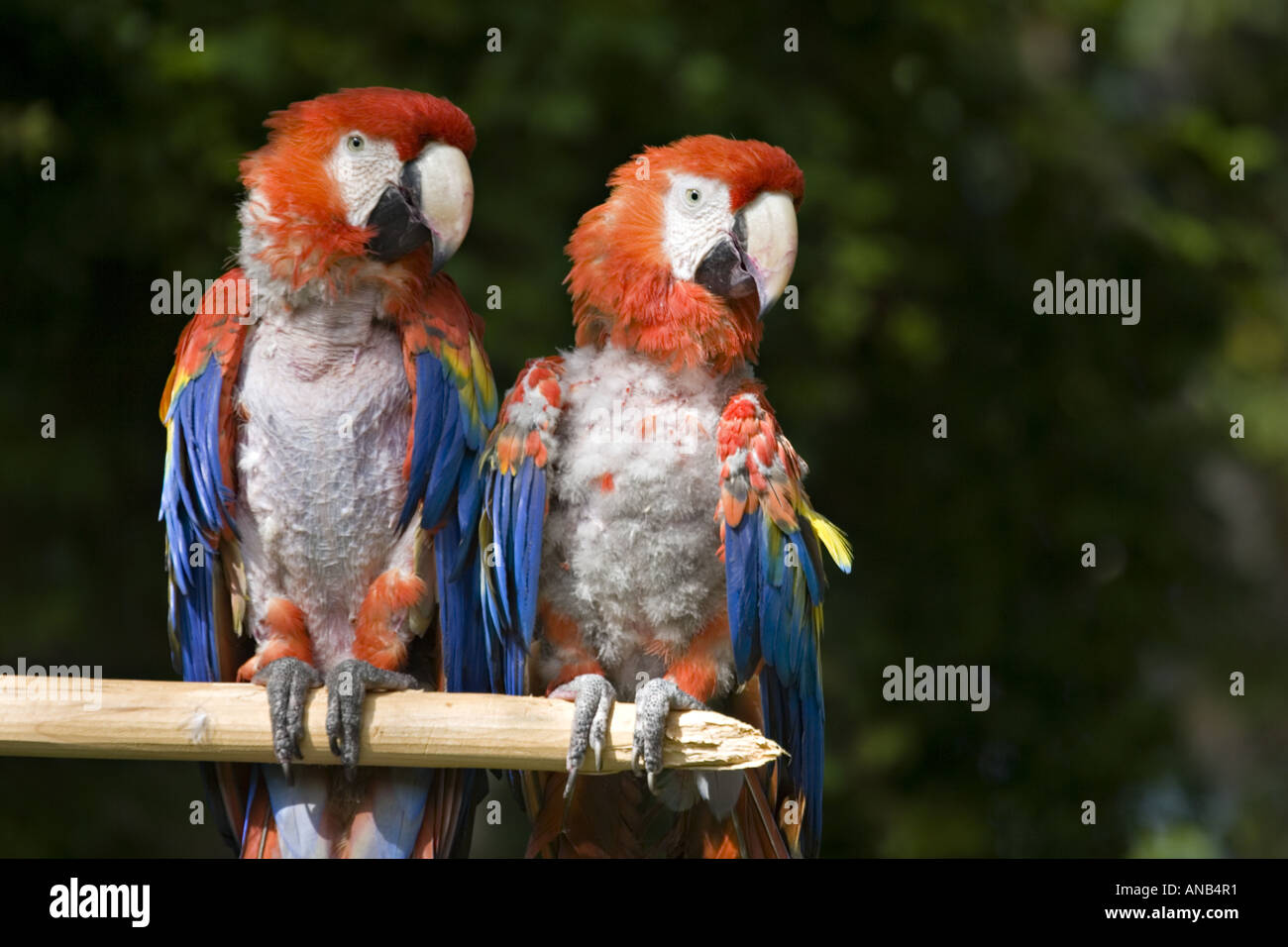 GUATEMALA ANTIGUA una coppia di Scarlet Macaws Ara Macao con rosso brillante blu e giallo piume Foto Stock