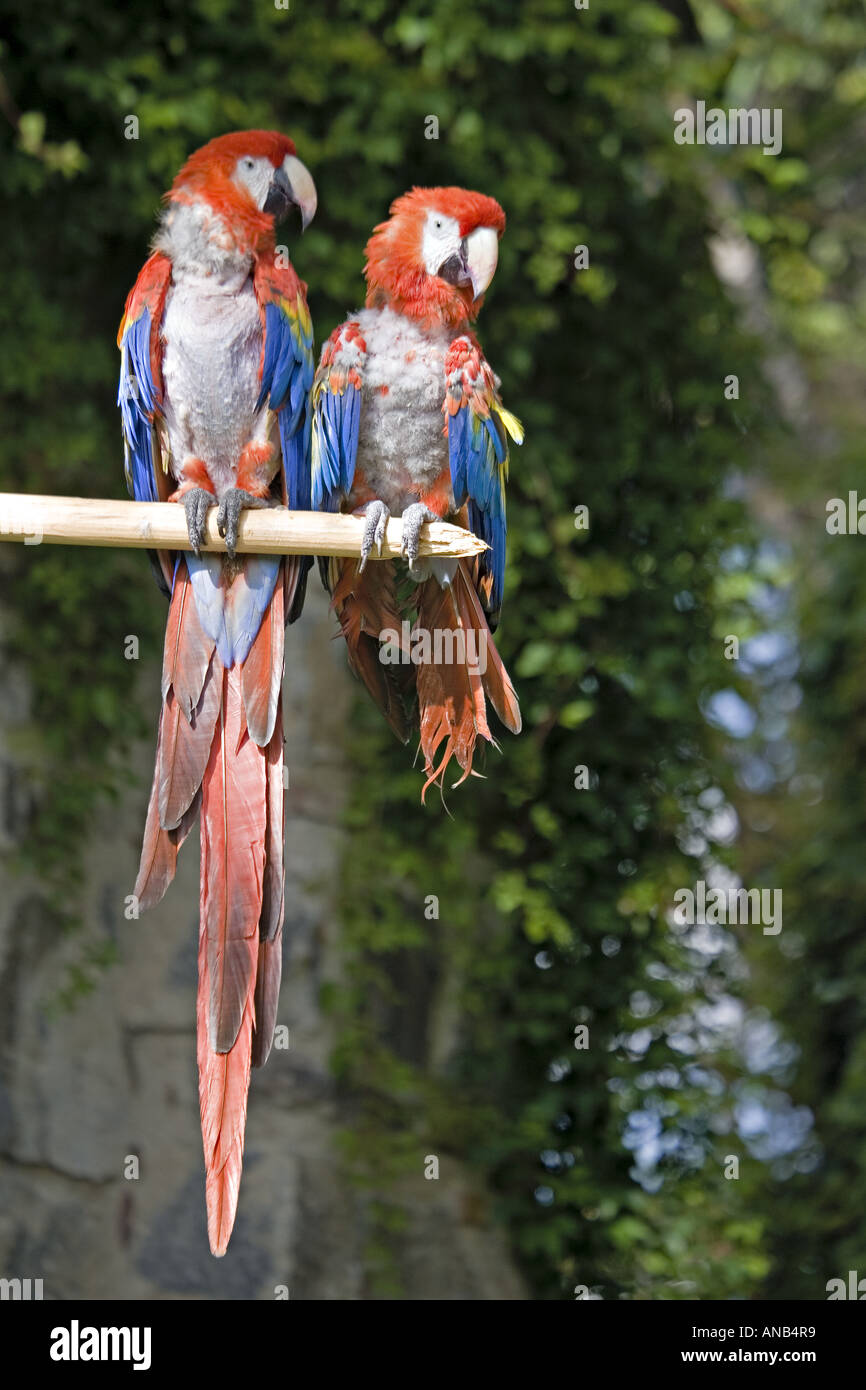 GUATEMALA ANTIGUA una coppia di Scarlet Macaws Ara Macao con rosso brillante blu e giallo piume Foto Stock