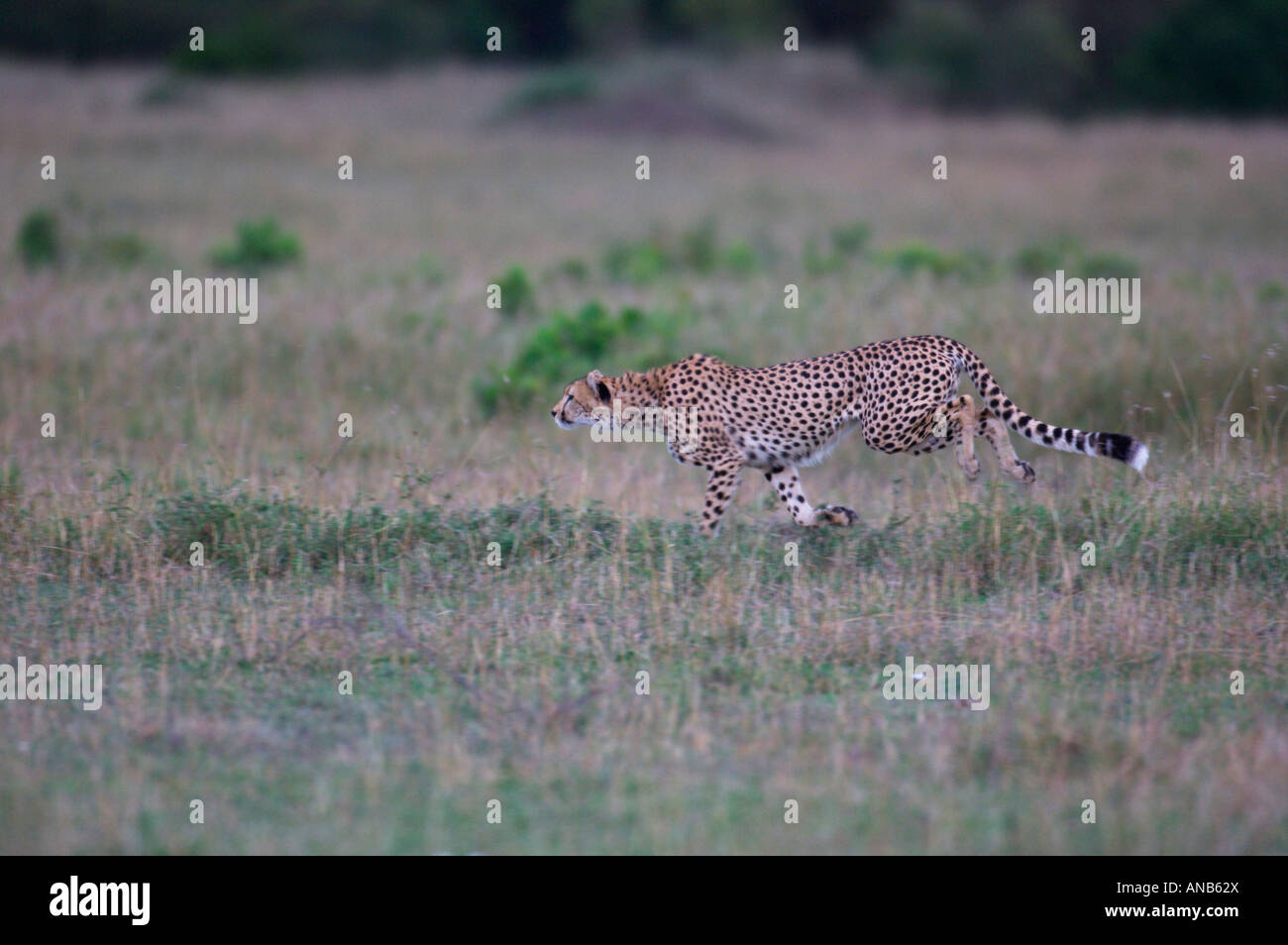 Ghepardo in esecuzione Foto Stock