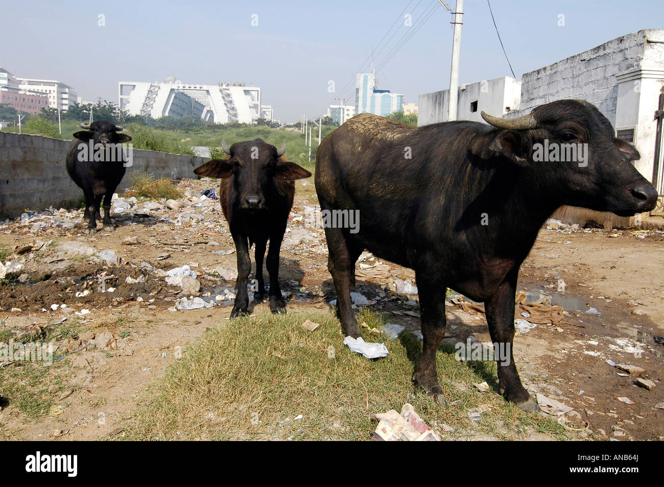 Le vacche il roaming libero in una delle baraccopoli che si trova nel mezzo della Cyberabad, un grande parco nel centro città indiana di Hyderabad Foto Stock