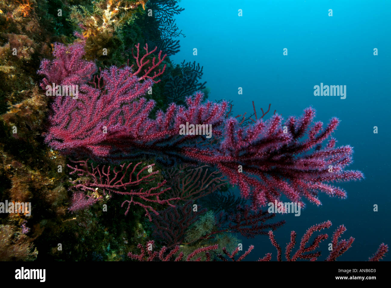 Coral : gorgonie rosse - Alcyonium palmatum su una scogliera di corallo, Caramasaigne, Riou Isola, Francia. Foto Stock