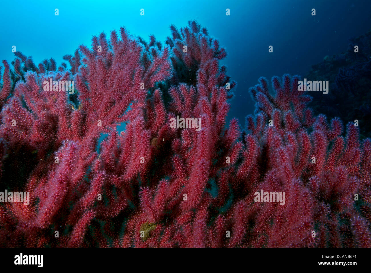 Gorgonie rosse - Alcyonium palmatum - Foto Stock