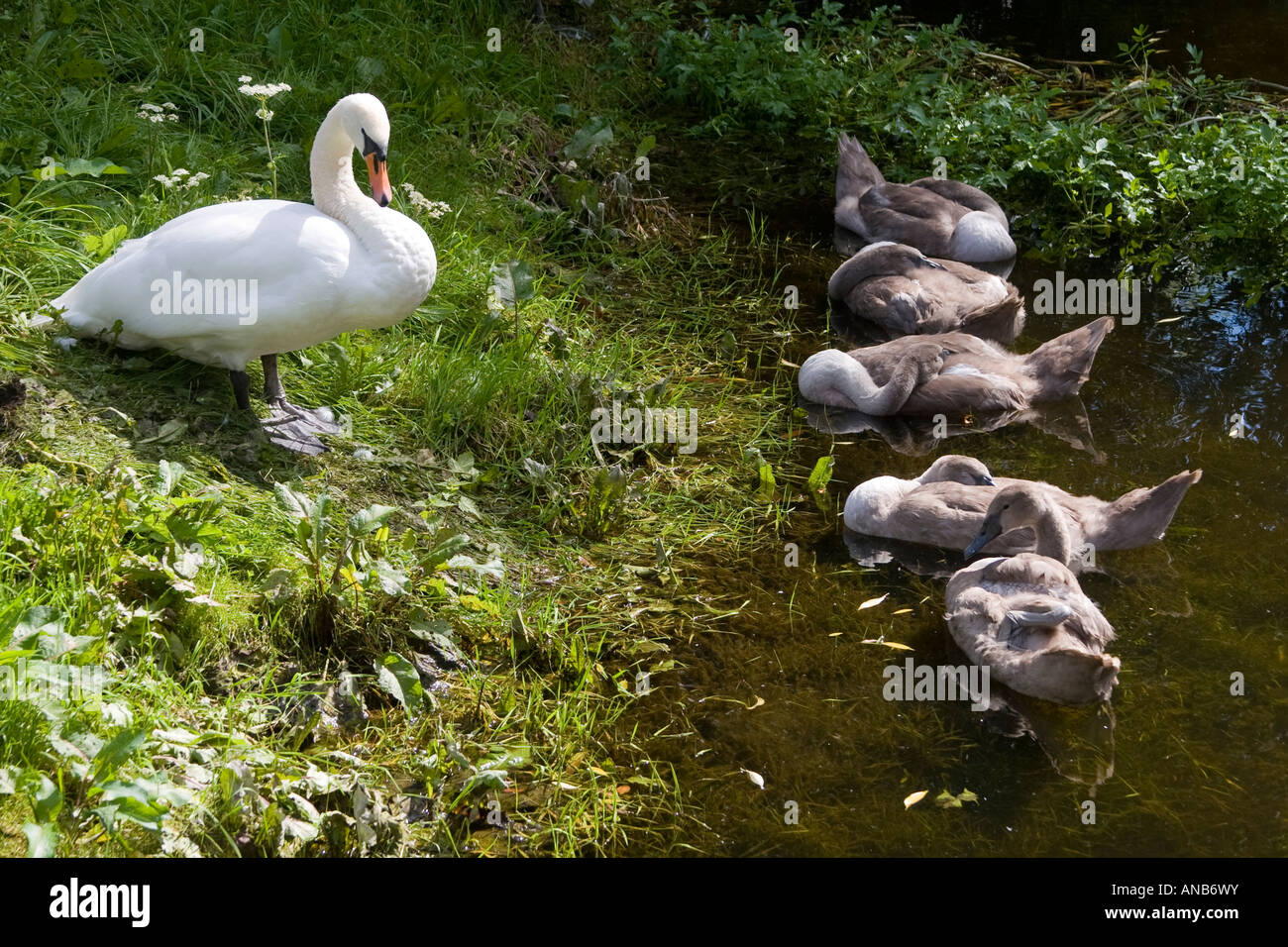 Cigno con cinque Cygnets Foto Stock