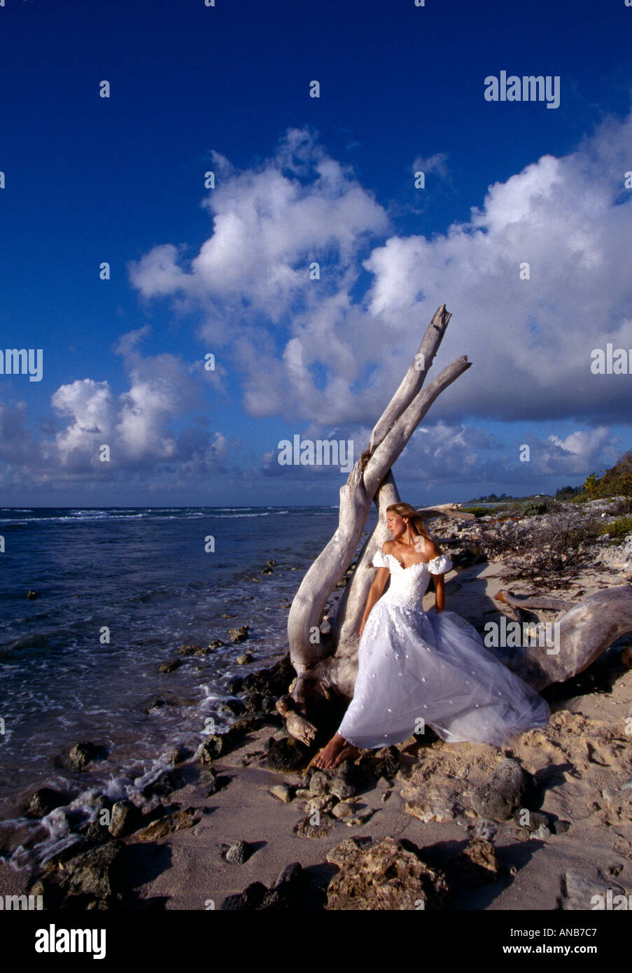 Isole Cayman Cayman Brac donna appoggia su driftwood albero in abito da sposa in acqua s edge Foto Stock