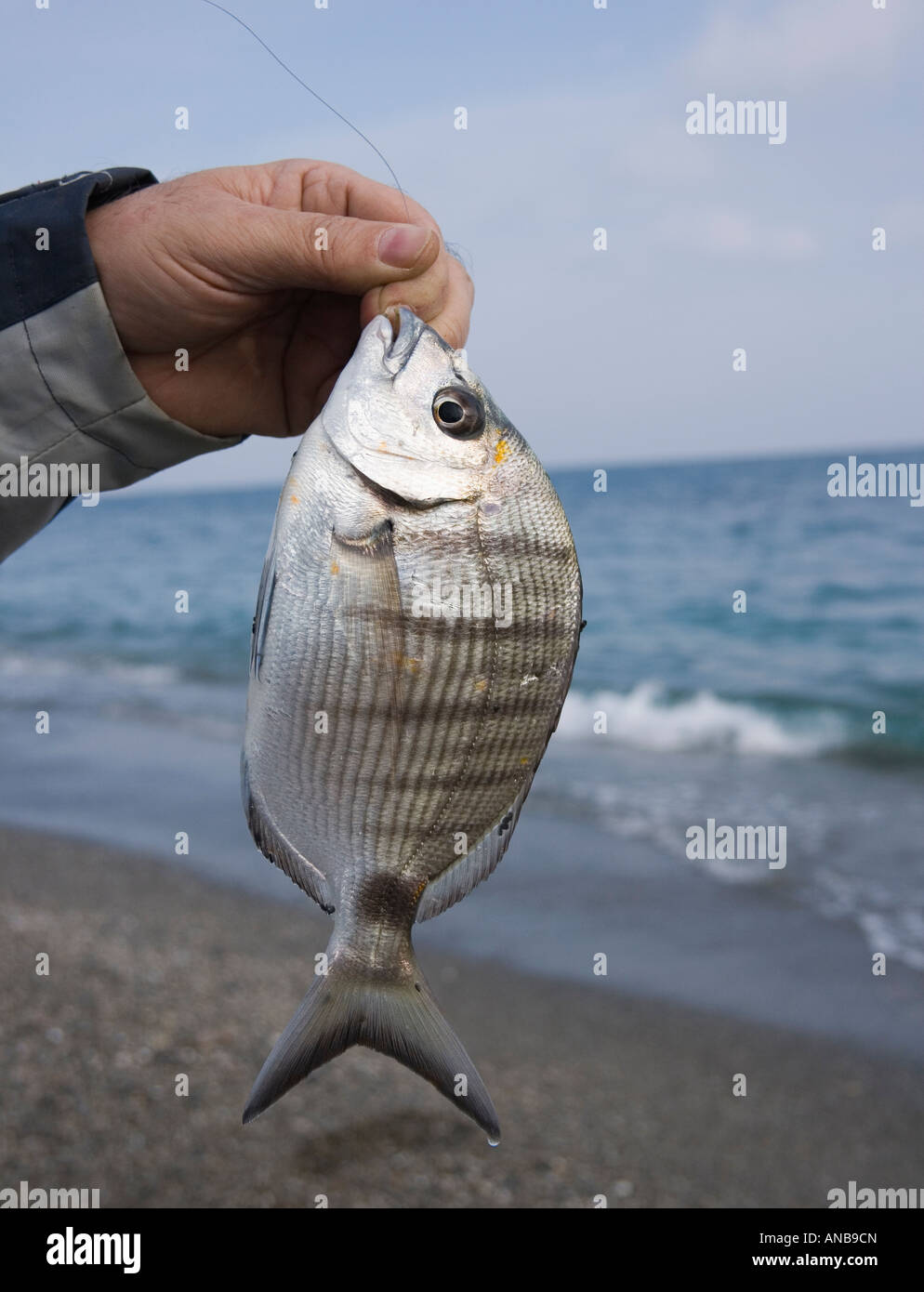 Il pesce appena pescato Foto Stock