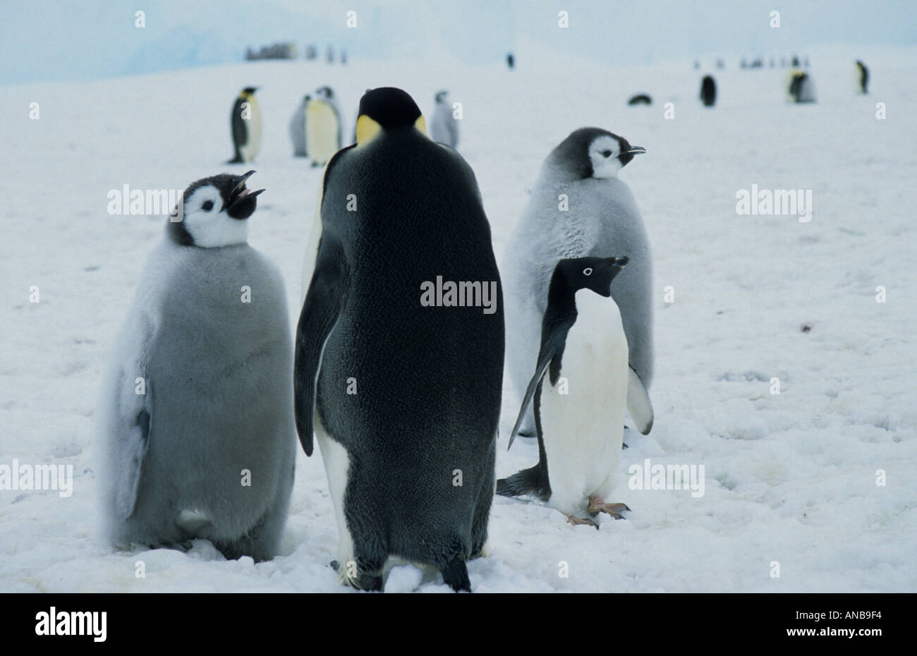 Pinguino imperatore con pulcini e Adelie penguin Foto Stock