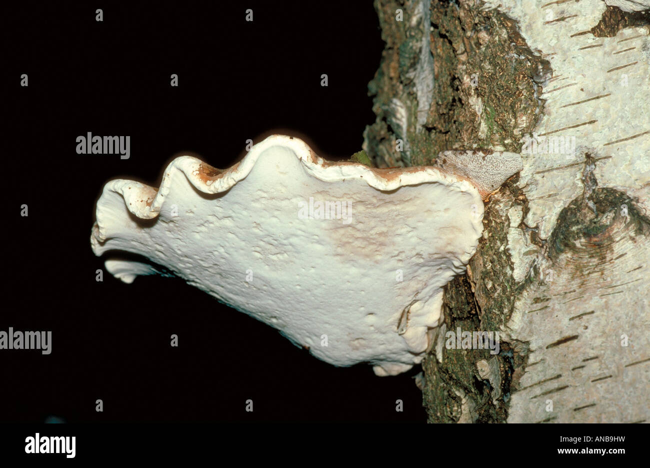 Birch Polypore o Razorstrop fungo, Piptoporus betulinus, Fomitopsidaceae. Foto Stock