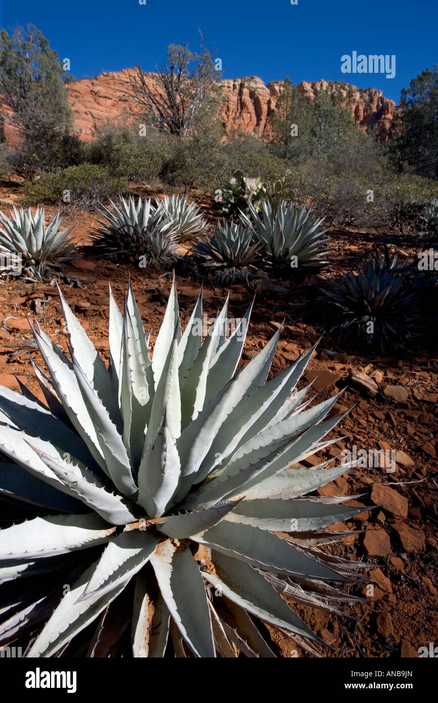 Spagnolo cresce a baionetta in Red Rock Country di Sedona in Arizona USA Foto Stock