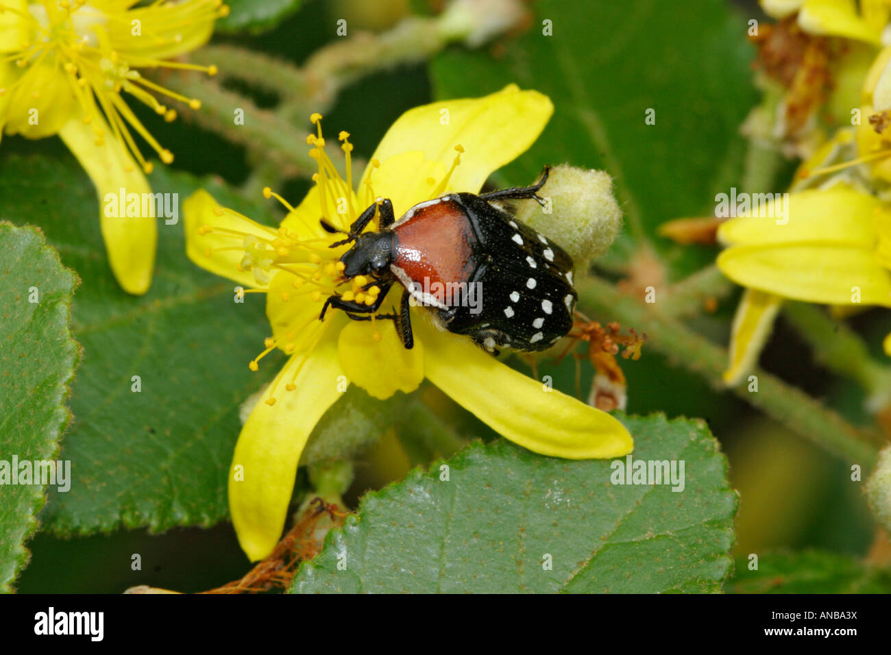 Frutto Chafer su fiore giallo Foto Stock