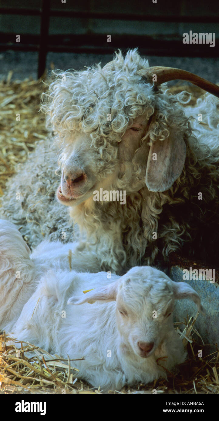Madre di capra Angora e Kid capre Foto Stock