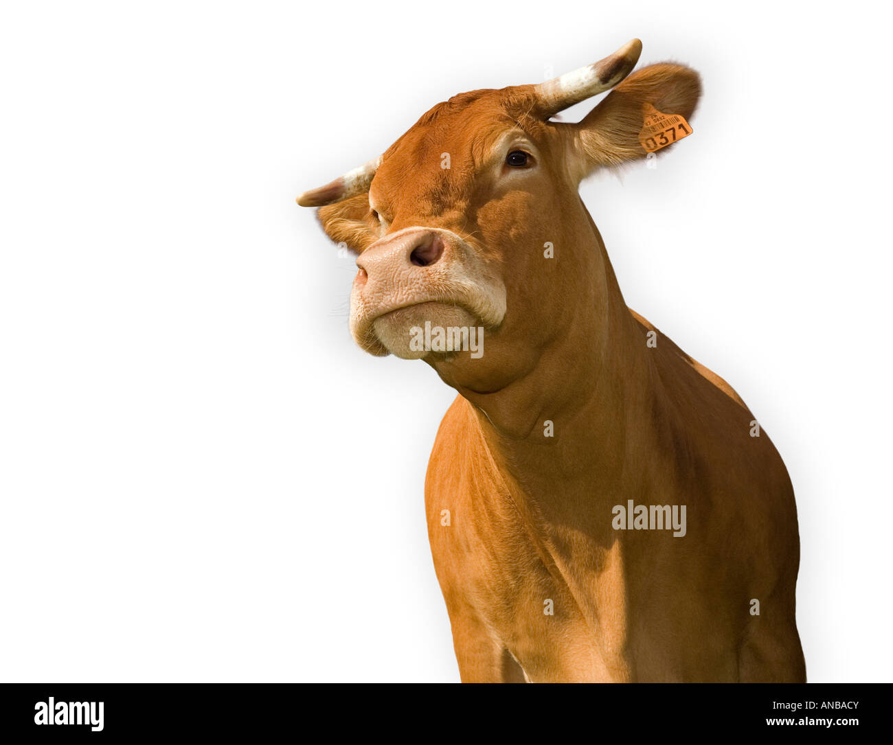 Un ritaglio di una mucca Limousin (Bos taurus domesticus), Vache (Bos taurus domesticus) de razza Limousine détourée sur fond blanc. Foto Stock