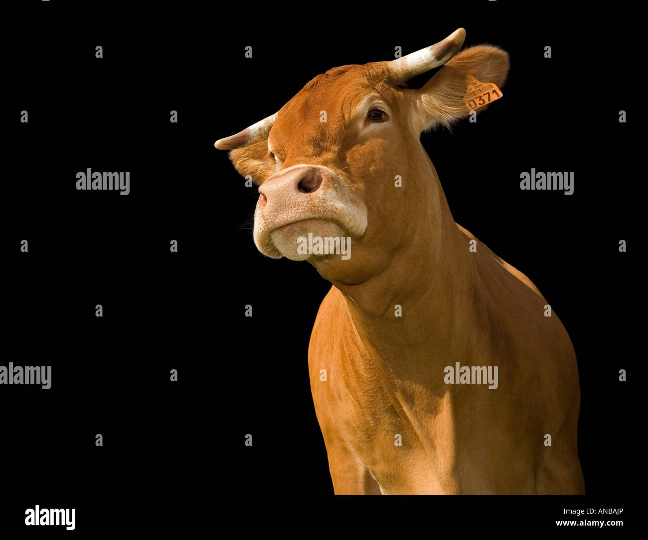 Un ritaglio di una mucca Limousin (Bos taurus domesticus), su sfondo nero. Vache de razza Limousine détourée sur fond noir. Foto Stock